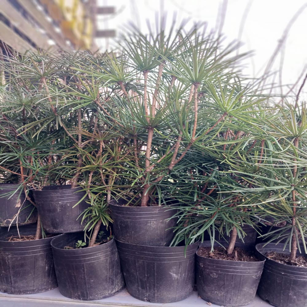 ���콺�� Ŭ���Ͻø� �����̹����� ���Ǽ� �ֽ��ϴ�.